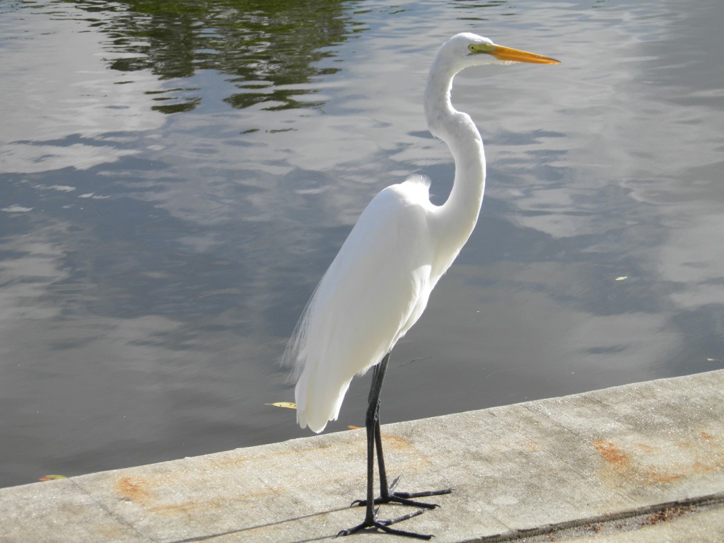 Above is the stately great egret perhaps the most common egret seen on Longboat Key.