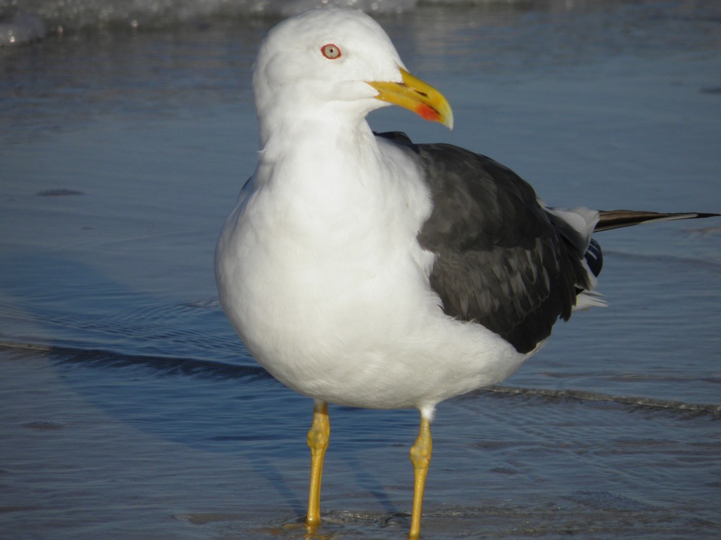 This is a close up view of a lesser black-backed gull. It's not looking away but has its eye, which is on the side of its head focus directly on me. 