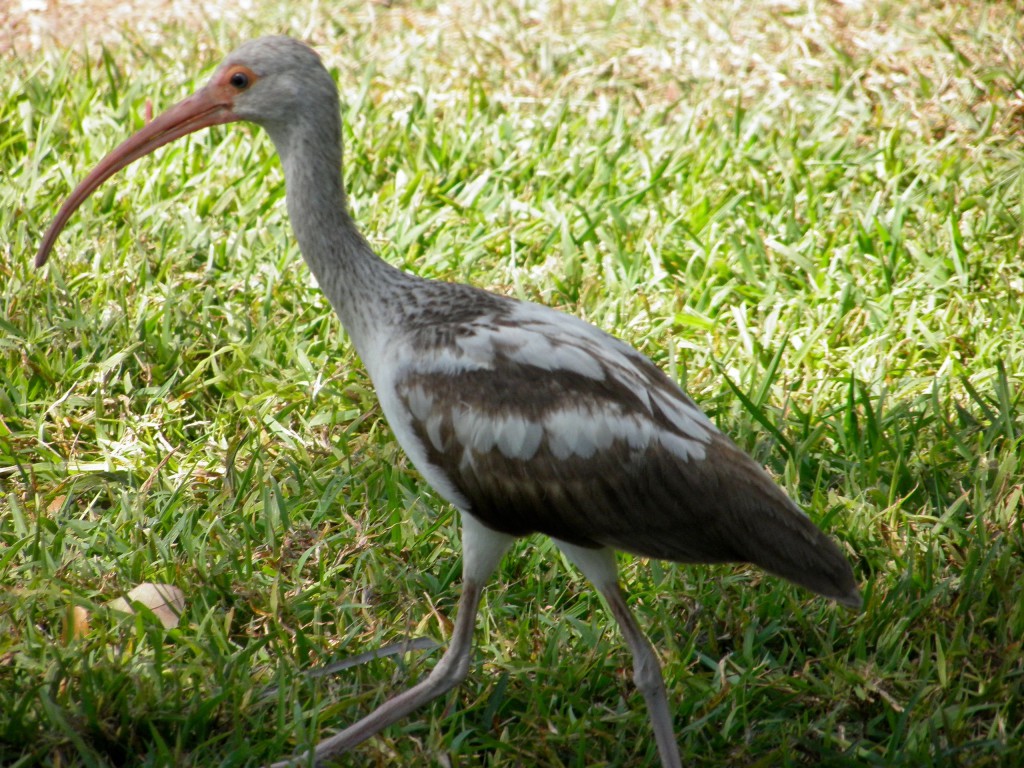 An immature white ibis is partly brown in this phase. It is also a stealthy effective hunter.