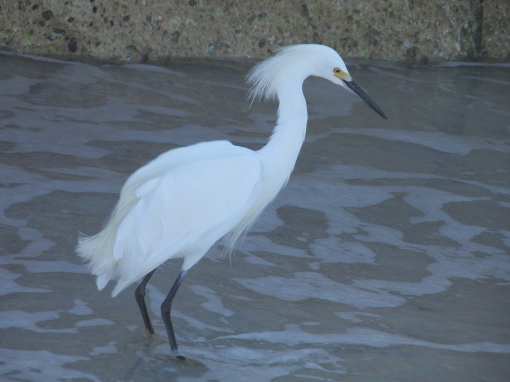 A snowy egret looking for fish.