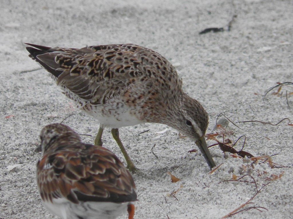 On left, the back of a ruddy turnstone starting to turn rust colored, while on right a red knot is also starting to turn rust colored. All Photos: Michael Givant