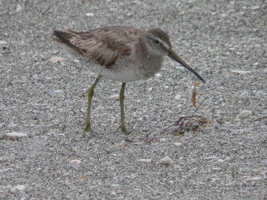 My mystery bird, the stilt sandpiper picking up something. Note the long white eye bar and the long bill which droops at the tip and the greenish legs.