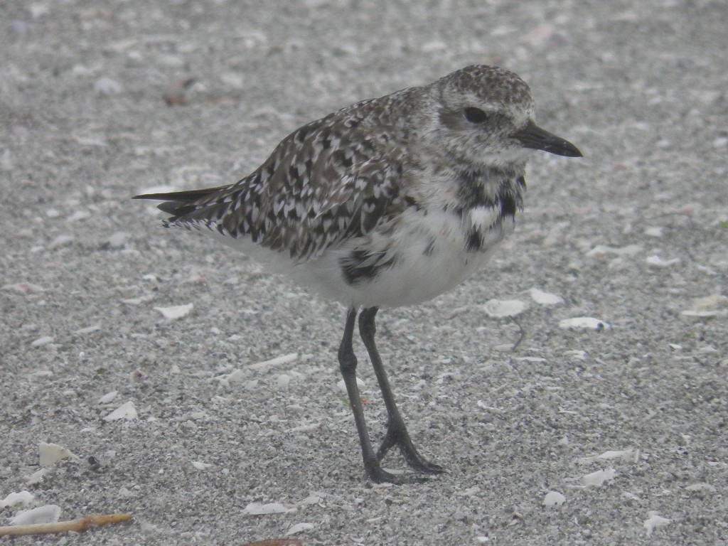 Above a black-bellied plover whose white winter colored belly is beginning to turn summer black