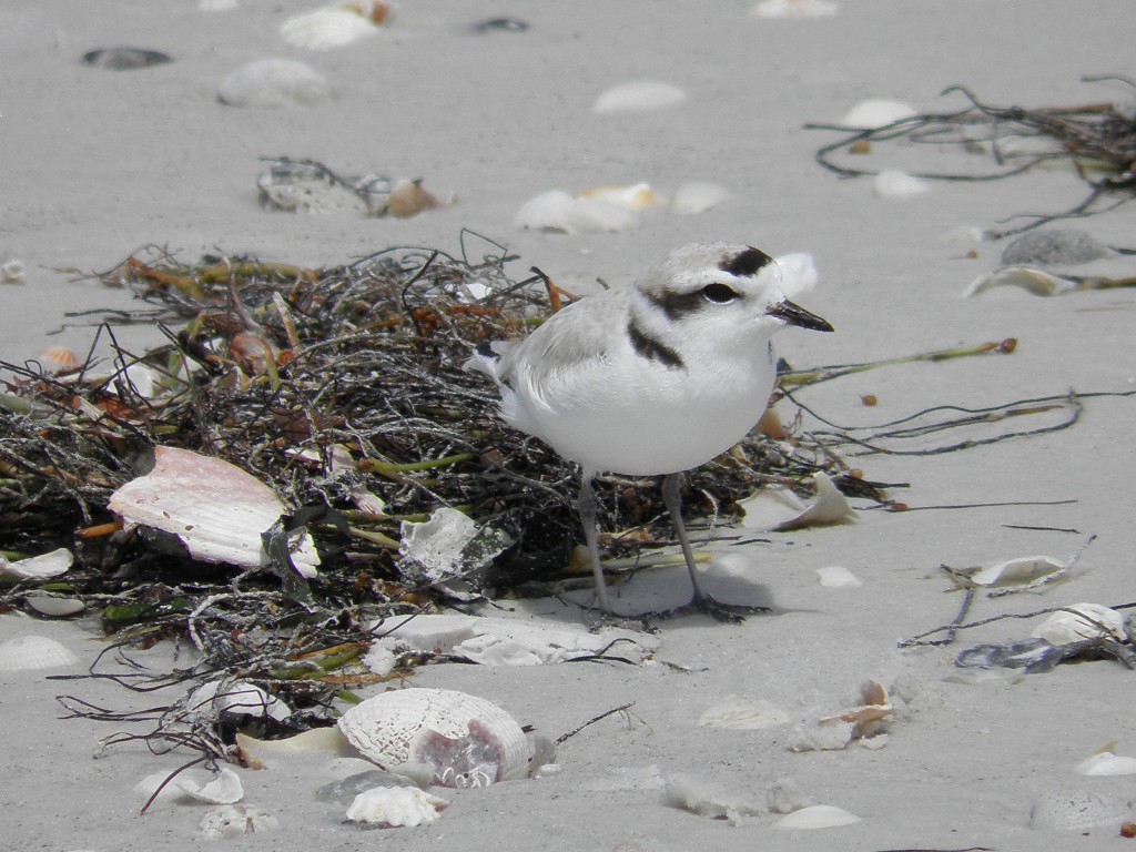 A snowy plover characteristically next to red-colored weed which calls attention to them. Only they know why.