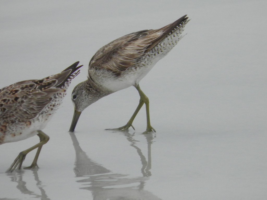 Two red knots. The one in full view hasn't yet started to change colors while the one on the left is just beginning.