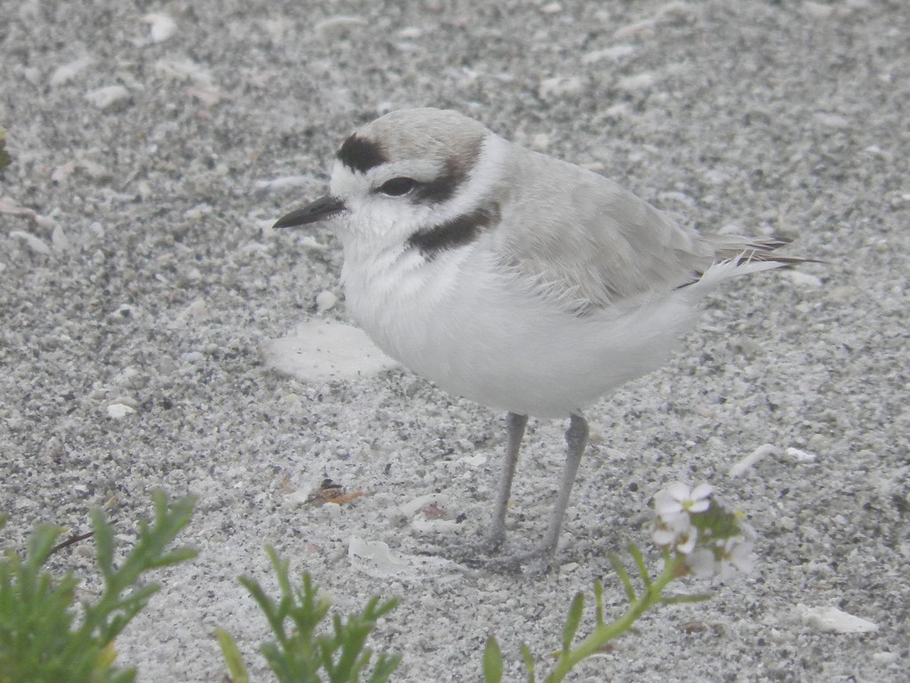 A snowy plover which blends in so well with the sand that it's really hard to see.