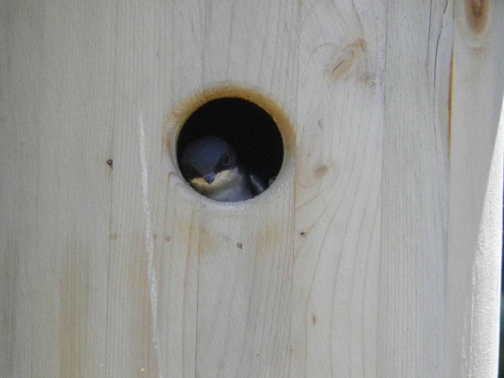 The face of a fledgling tree swallow waiting to be fed.