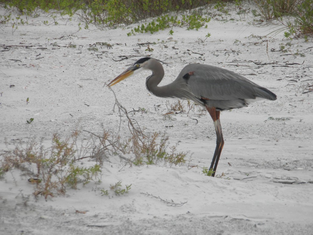A great blue heron with a stick in its bill, probably to use in building its nest.