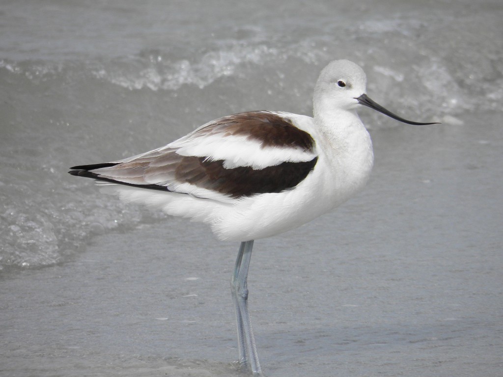 An American avocet. Check out that upturned bill.