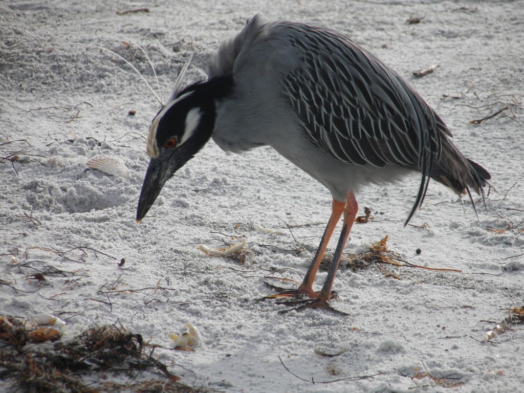 A breeding yellow-crowned night-heron. The white strands at the top of its head are breeding plumes. 