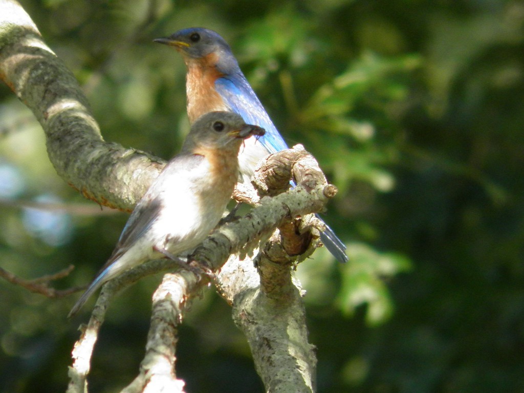 Above a male and female bluebird resting. She's got a bug in her bill. 