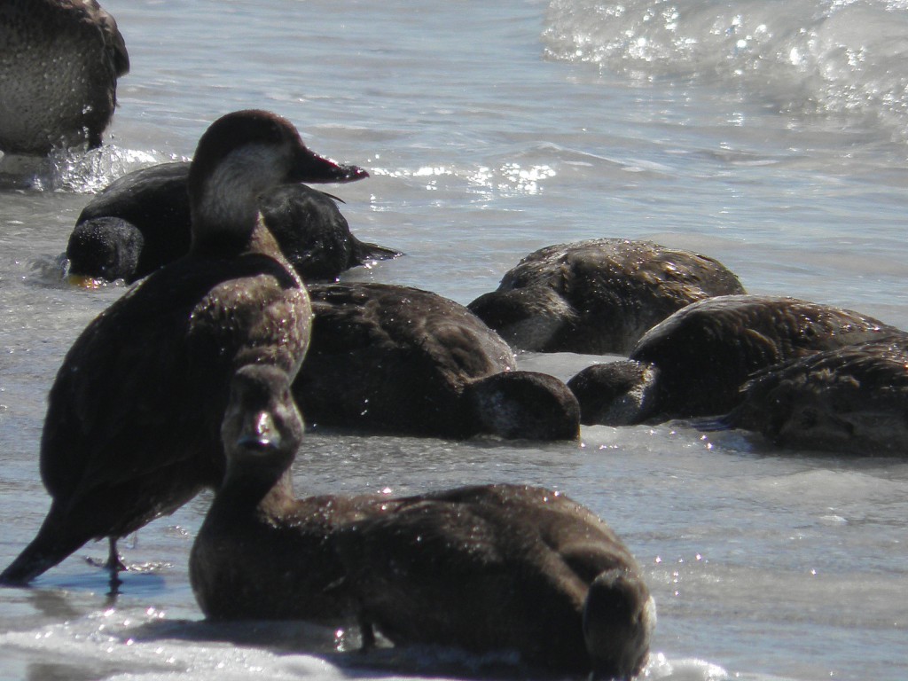 Female black scoters on the beach, most on there bellies eating seafood.