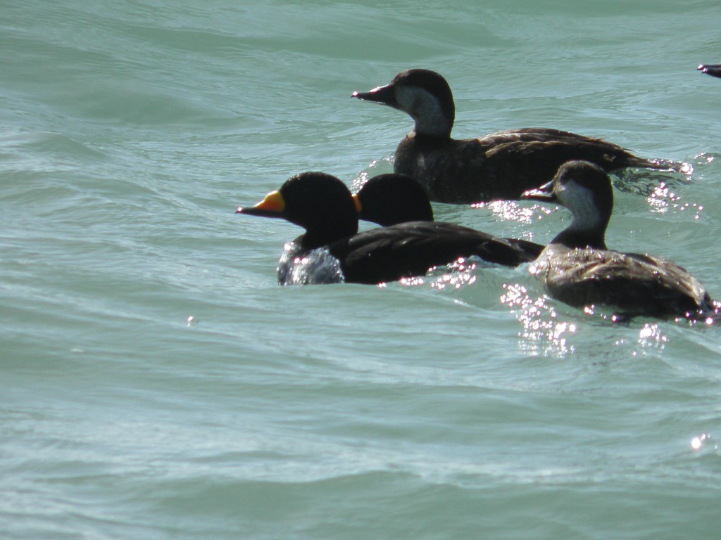 Two female black scoters with a male black scoter The male has the "butter-bill." 