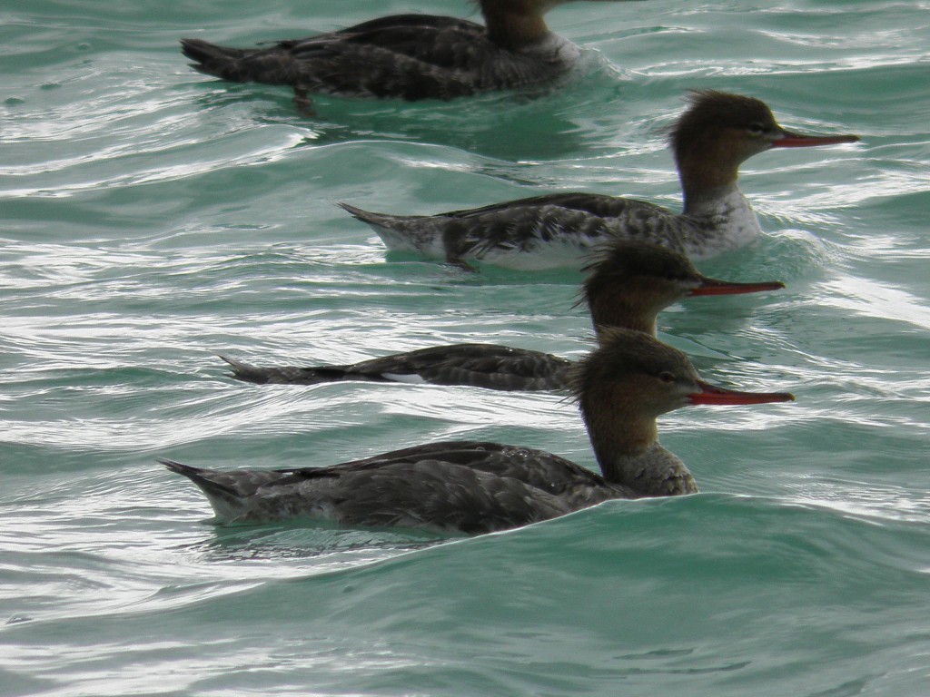 Above female red-breasted mergansers.