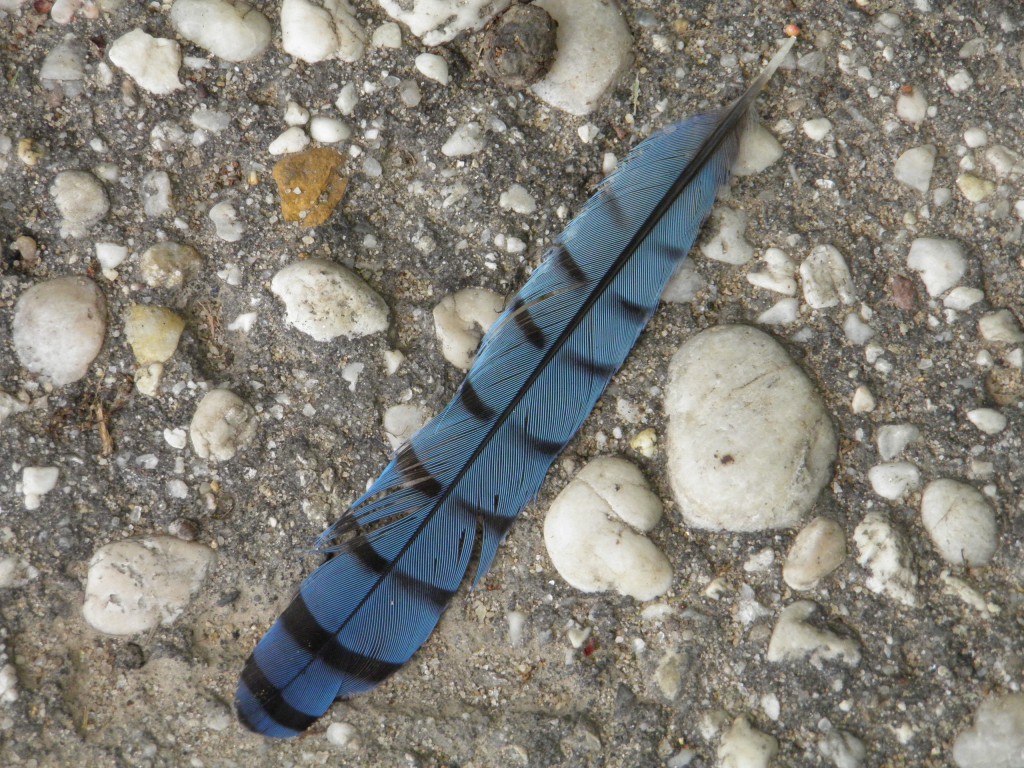 Above a bluebird feather.