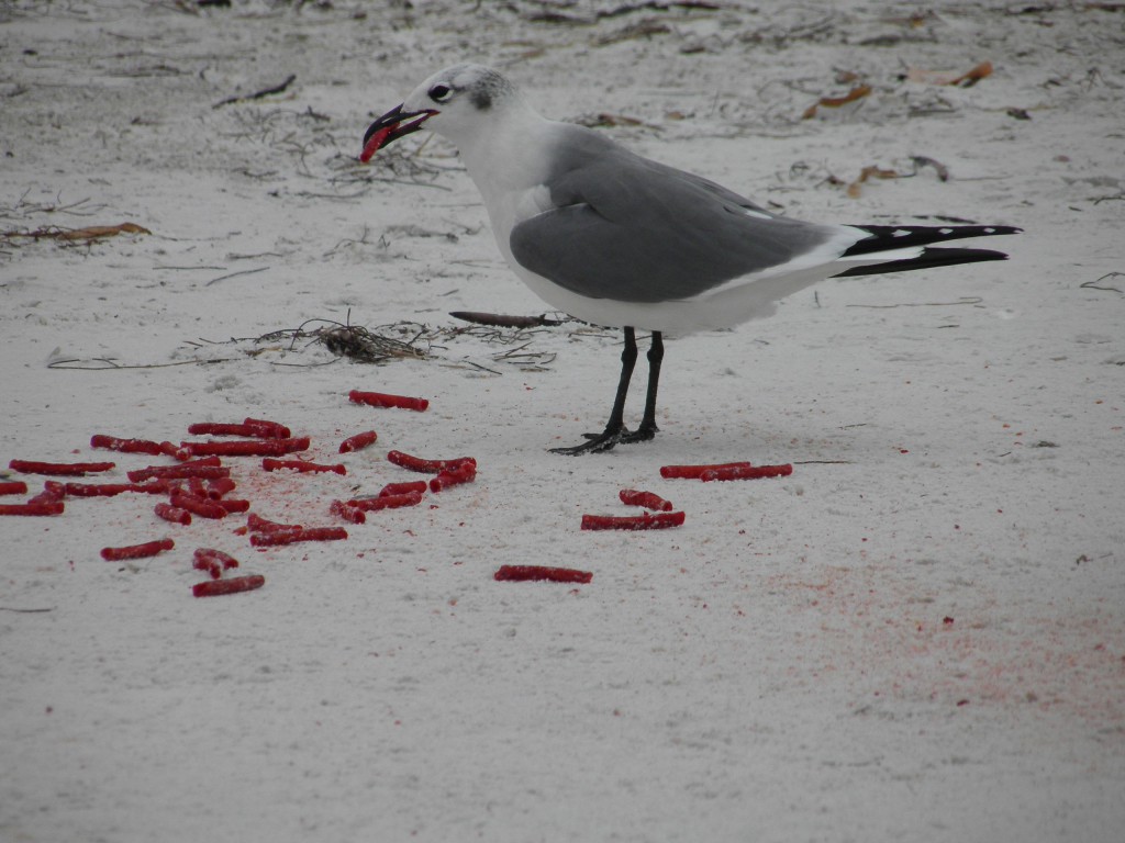 Above a laughing gull with a puzzling food that resembles beef jerky.
