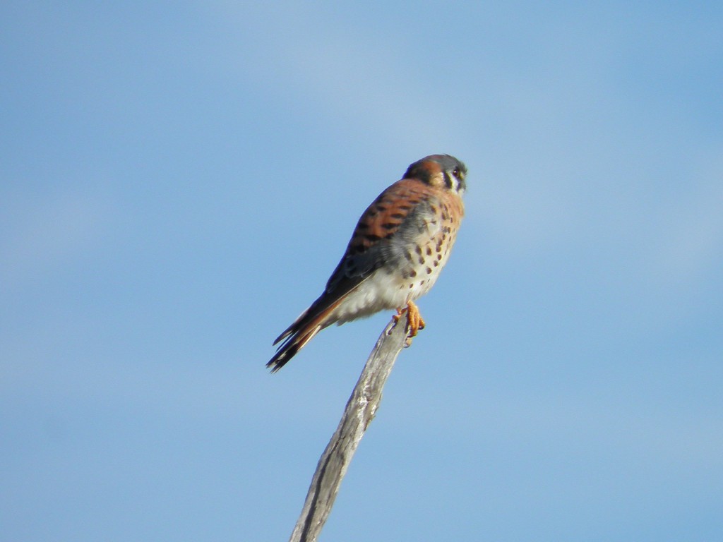 Above a male kestrel. Note the black streaks by the eye which help shade sunglare.