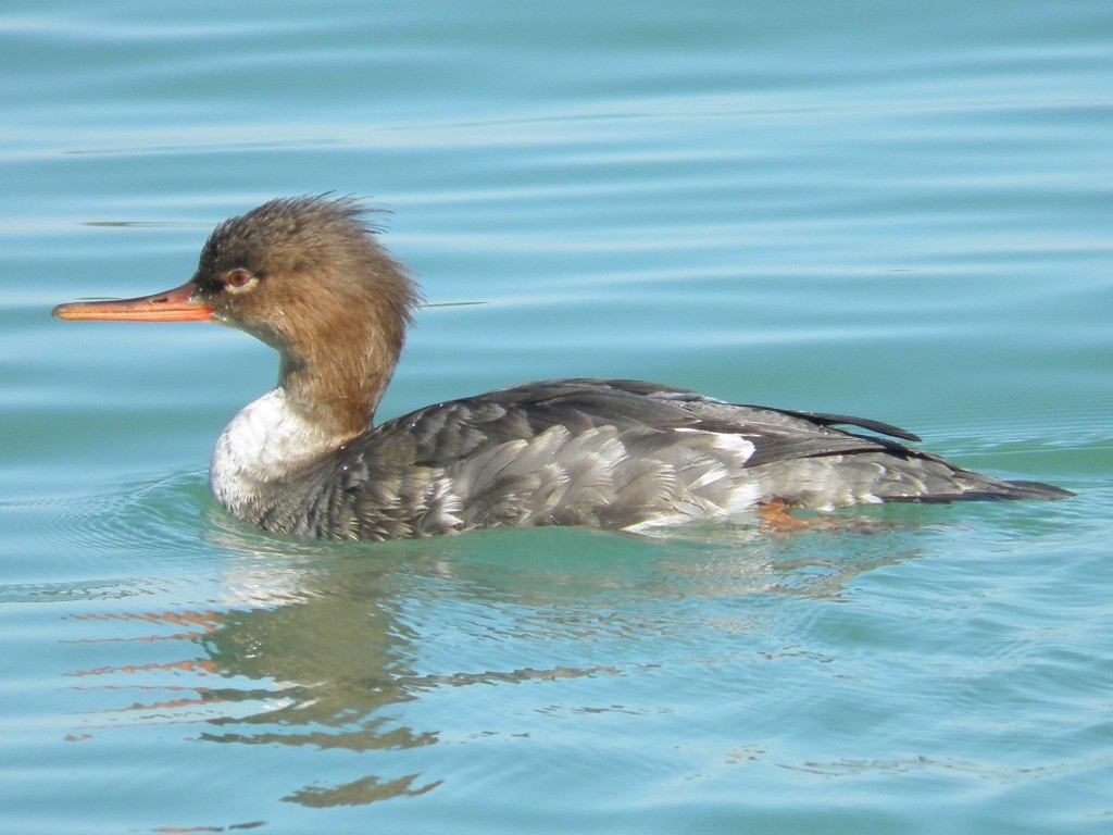 Above a female red-breasted merganser.