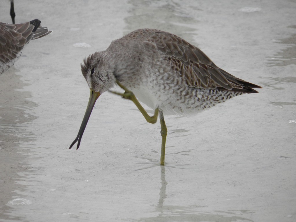 Above a stilt sandpiper preen. Check out the tip of its bill.