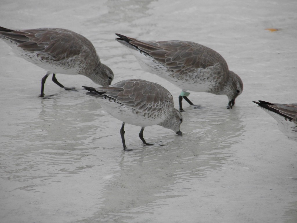 Above some red knots feeding. Note that one has a leg tag.