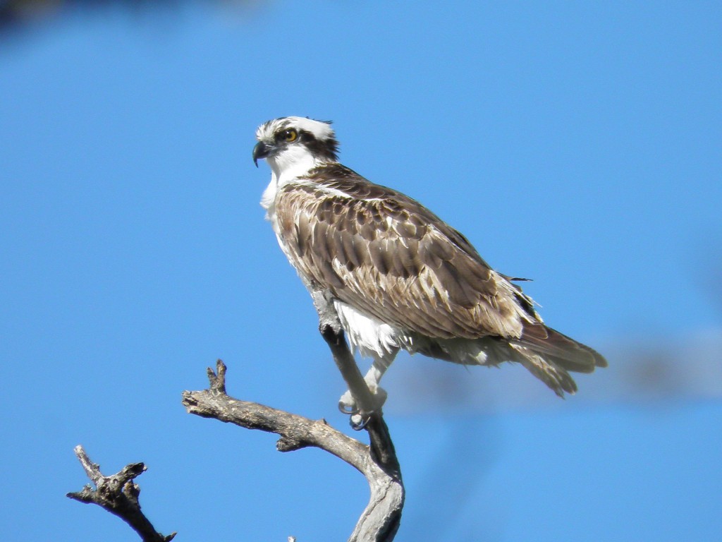 An osprey at the end of the afternoon.