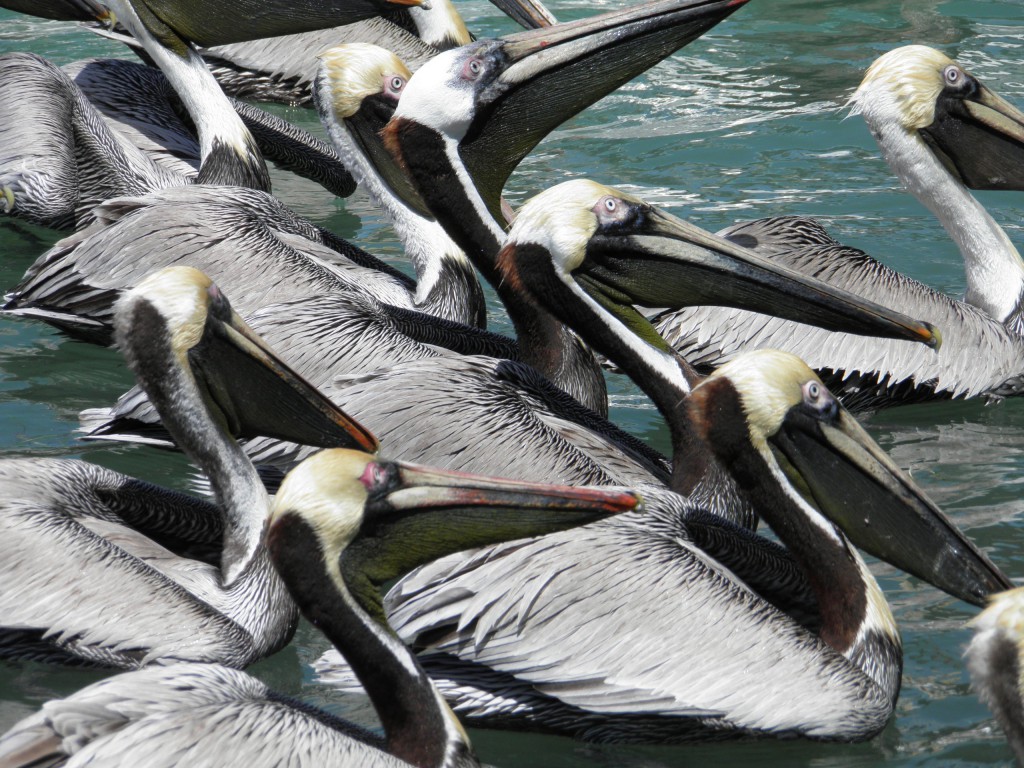 A group of breeding brown pelicans waiting to be thrown fish.