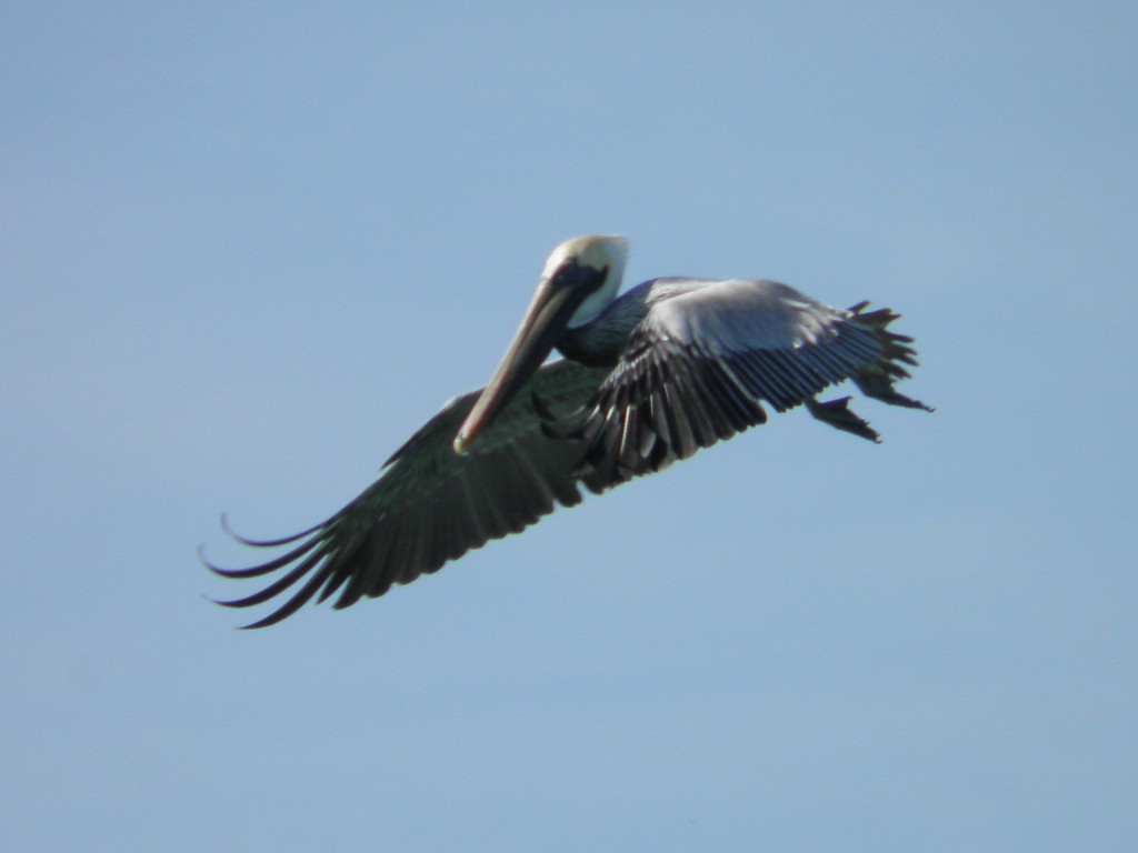 Above a brown pelican in flight.