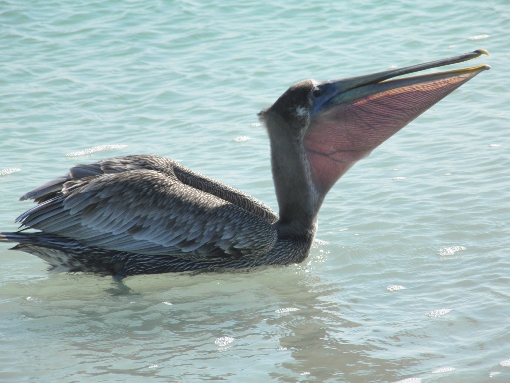 A brown pelican with its pouch spread. That pouch holds 2.6 gallons of water.