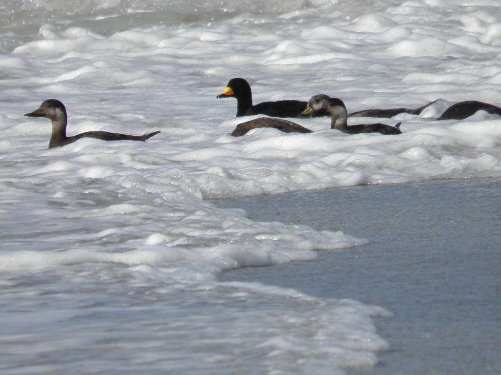 A male black scoter and several females leaving the beach.