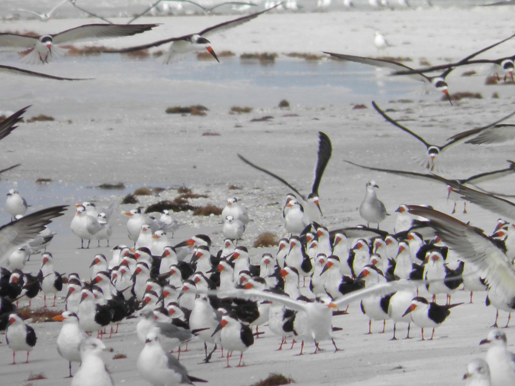 Black skimmers above the"assembled multitude."