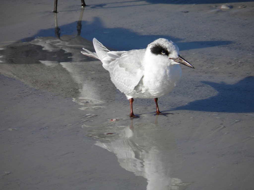Forster's tern in winter plumage.