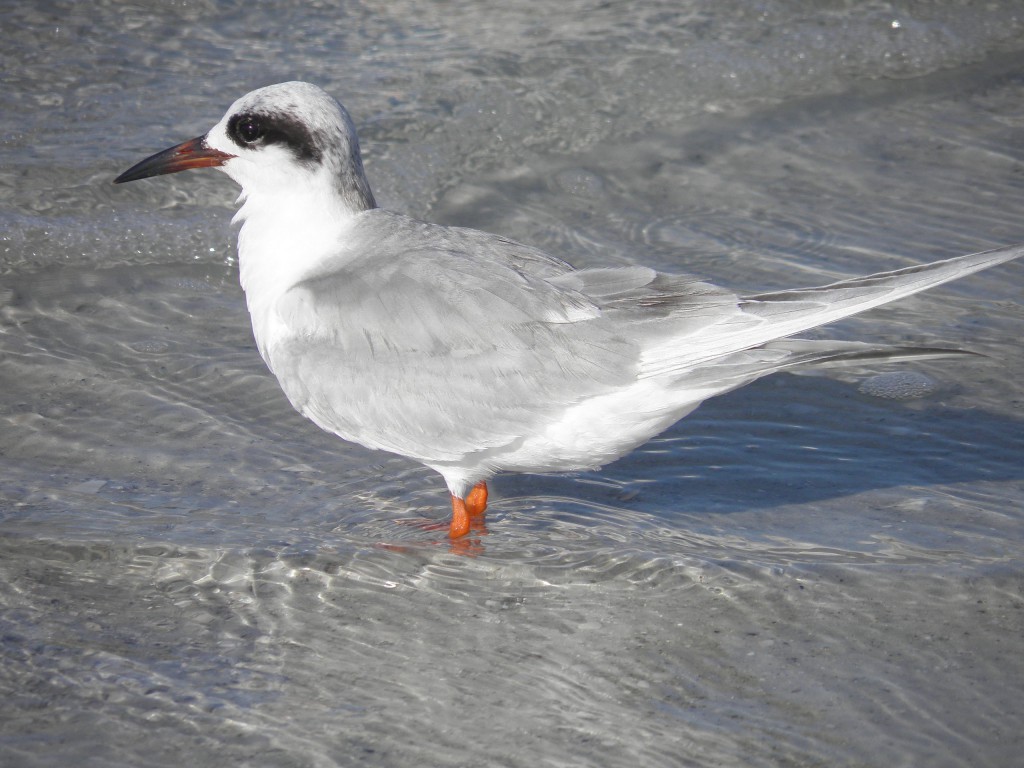 A Forster's tern in shallow water. 