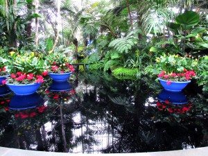 A pool in the exhibit featuring floating planters