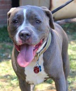This sweet girl, Nala, is 6 years old. She came from a loving home but was unable to be cared for after the death of her owner. She is great with all people, especially kids, but would do best in a home with no other dogs.