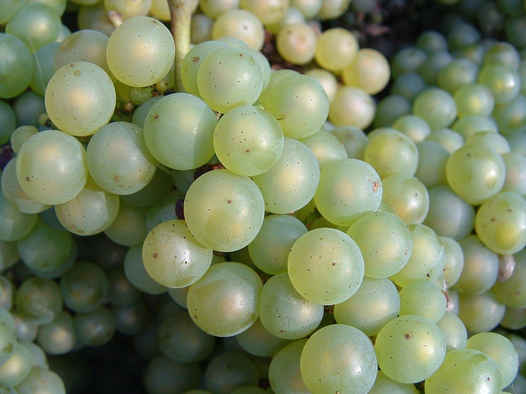 Chardonnay_grapes_close_up