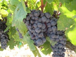 California holds the crown when it comes to domestically-grown Zinfandel grapes.