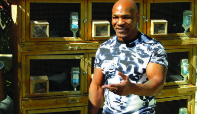 Mike Tyson hanging out in a coop with some feathered friends