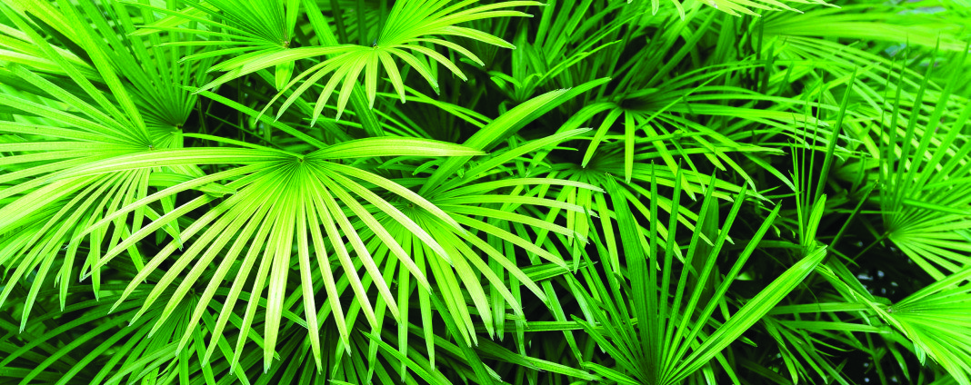 Hicks_Palm Plants