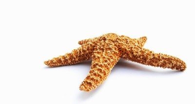 starfish-734299_640