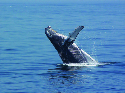 Go whale watching with Shearwater Excursions. (Photo by Alex Perkins, Shearwater Excursions) 