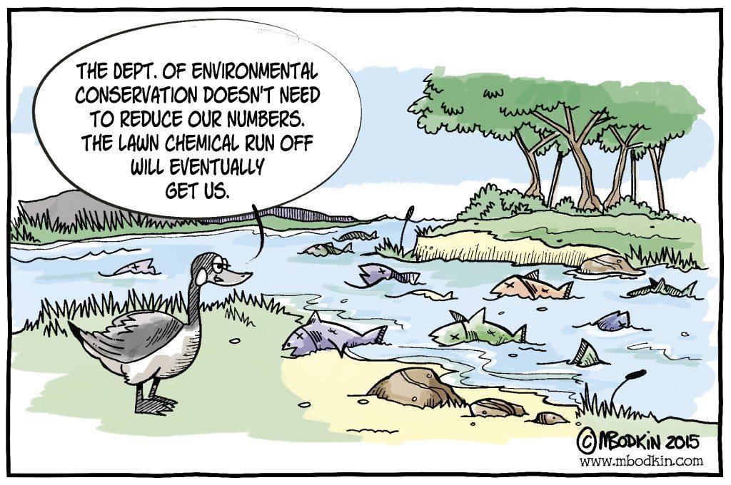 Department of Environmental Conservation lawn runoff cartoon