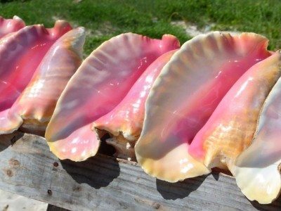 Conch Food or souveniers tab Hauser