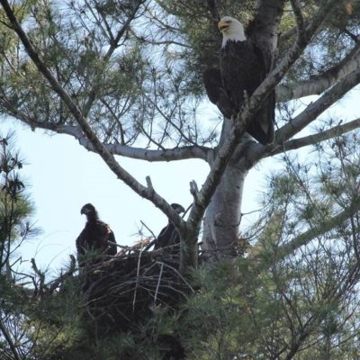 Bald eagles are thriving