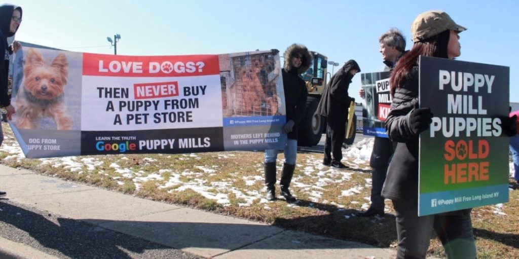American Dog Club puppy mill protest