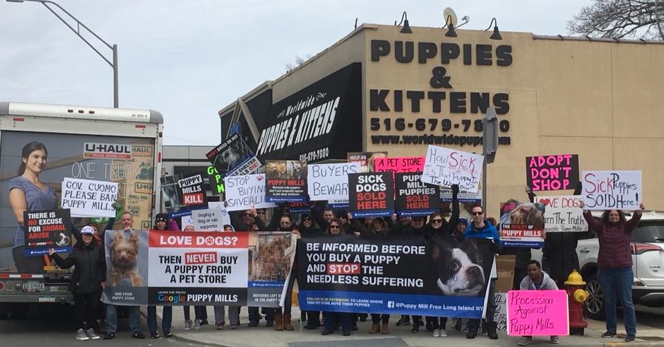 Don't Shop' Movement Stages Another Pet Store Protest | Long Island Weekly