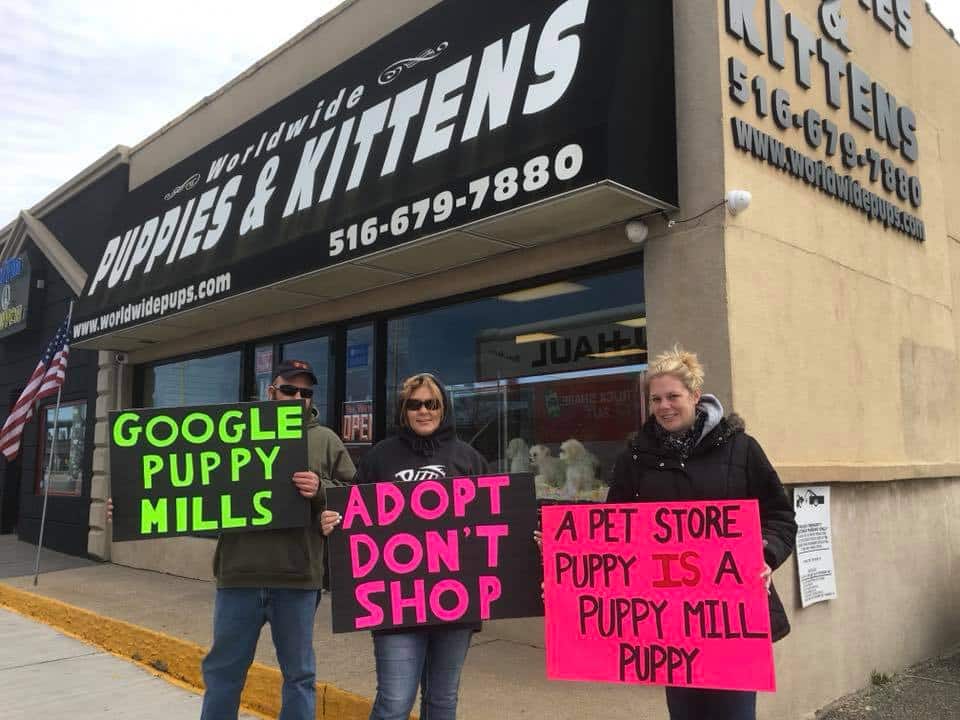 luchthaven Cerebrum Minimaal Adopt, Don't Shop' Movement Stages Another Pet Store Protest | Long Island  Weekly
