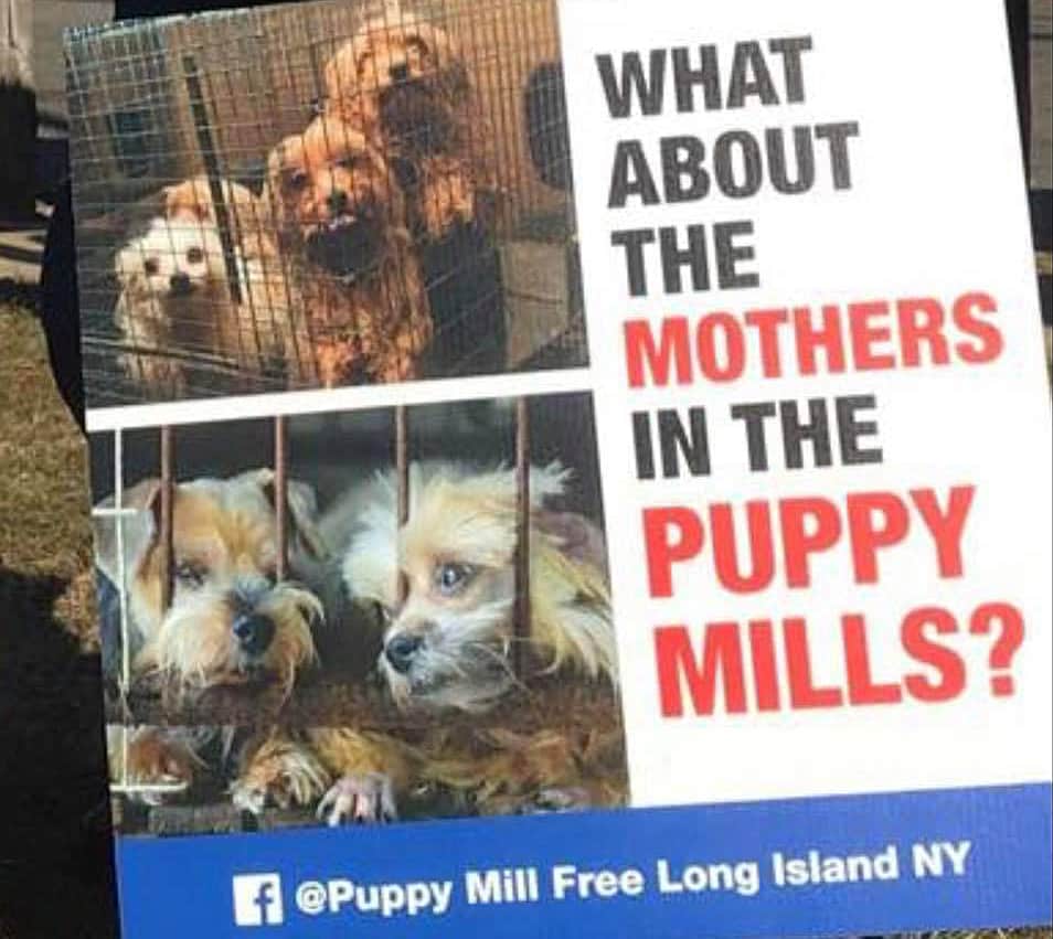 Puppy Mill Protest Long Island Weekly