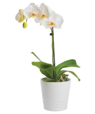 Blooming orchid plant in ceramic flower pot isolated on white background