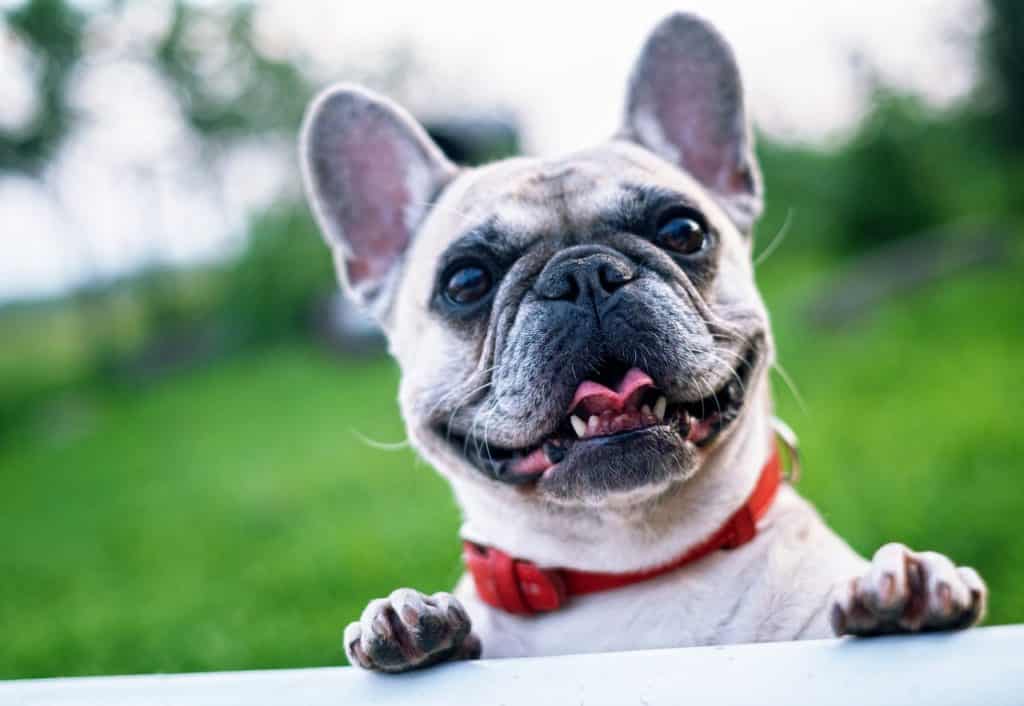 French Bulldog Reigns Supreme Once Again In NYC - Long ...